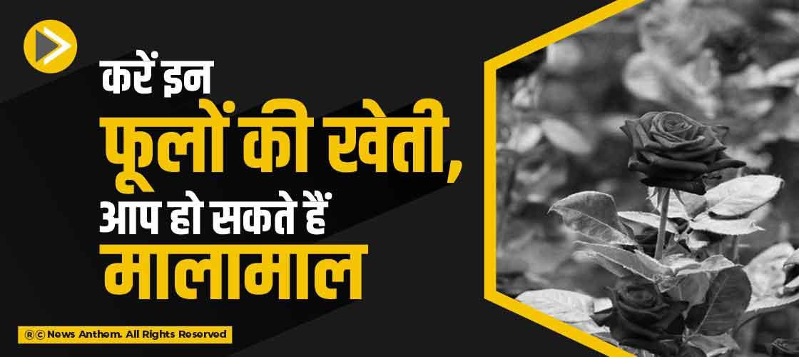 cultivate-these-flowers-you-can-be-rich